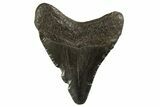 Juvenile Megalodon Tooth - South Carolina #312143-1